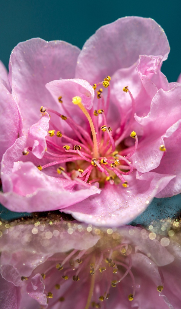 Розовые цветы отражаются в поверхности