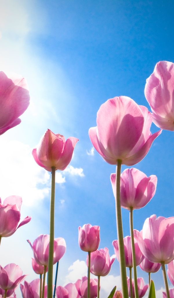 Розовые цветы тюльпаны на фоне голубого неба 