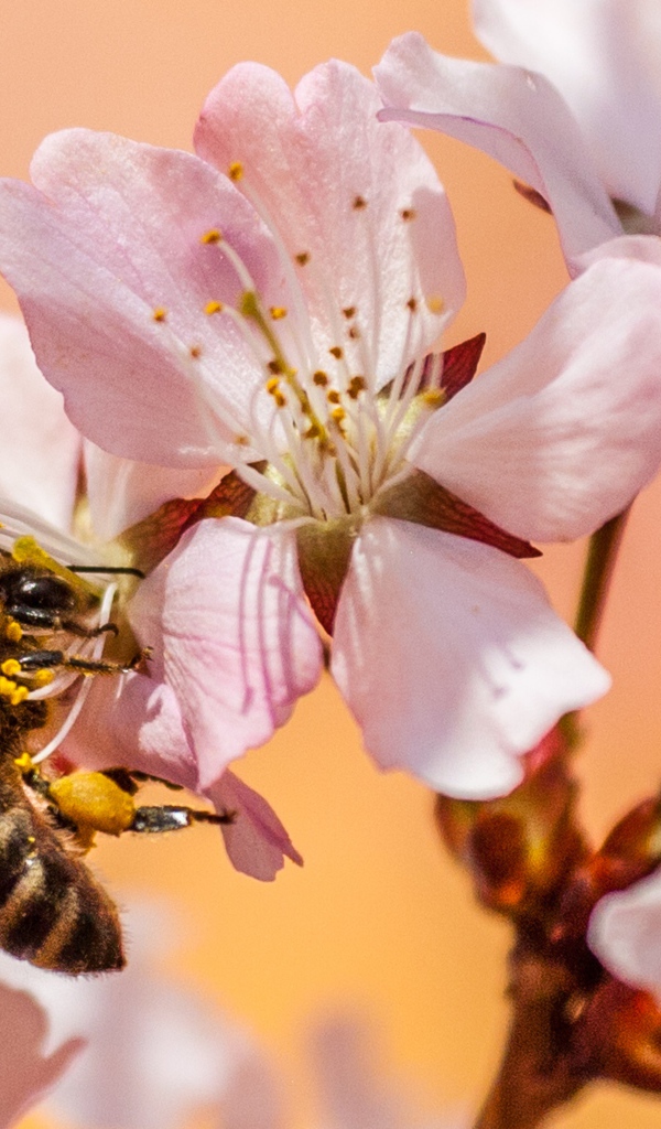 Розовые цветы с пчелой крупным планом 