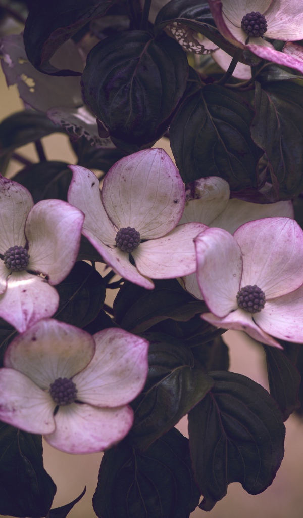 Розовые цветы с зелеными листьями на дереве 