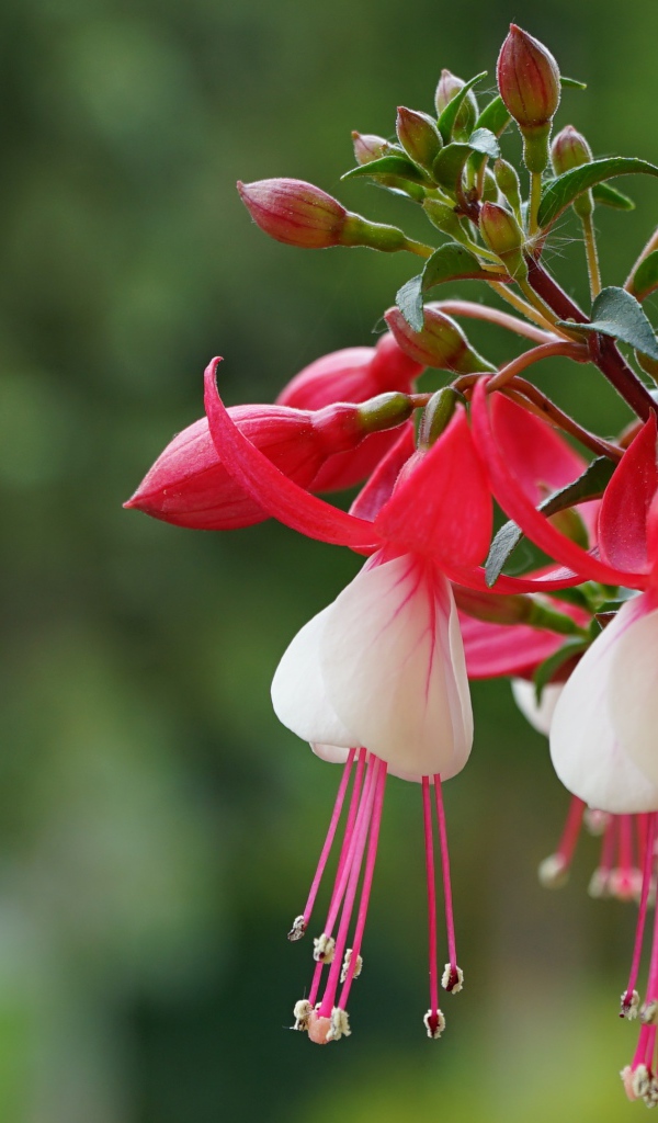 Розовые цветы фуксии с бутонами на ветке 