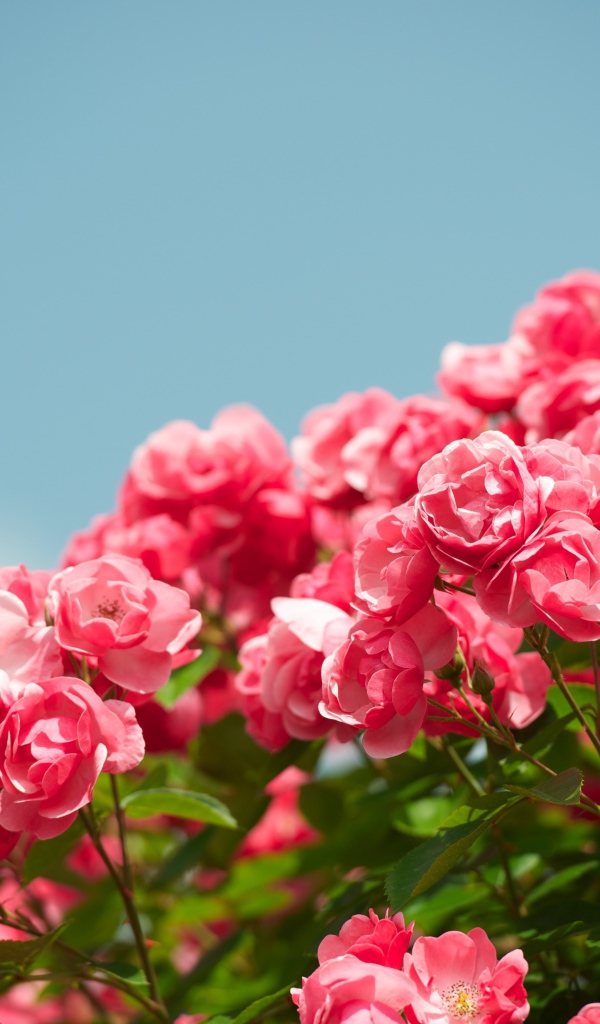 Розовые садовые цветы розы на фоне голубого неба 