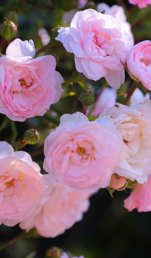 Розовые цветы садовой розы на клумбе 