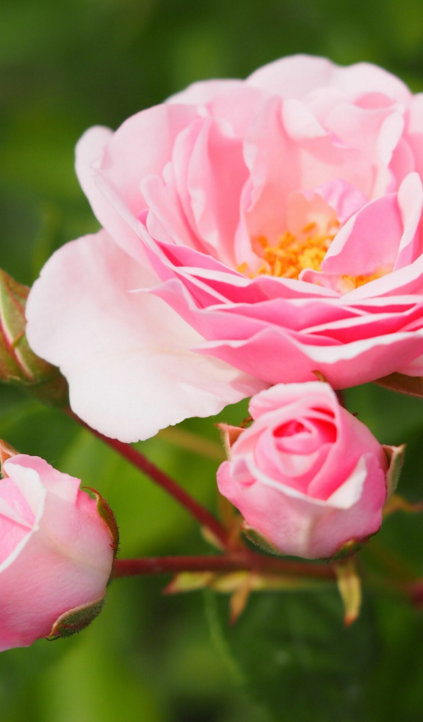 Розовая садовая роза с бутонами на клумбе