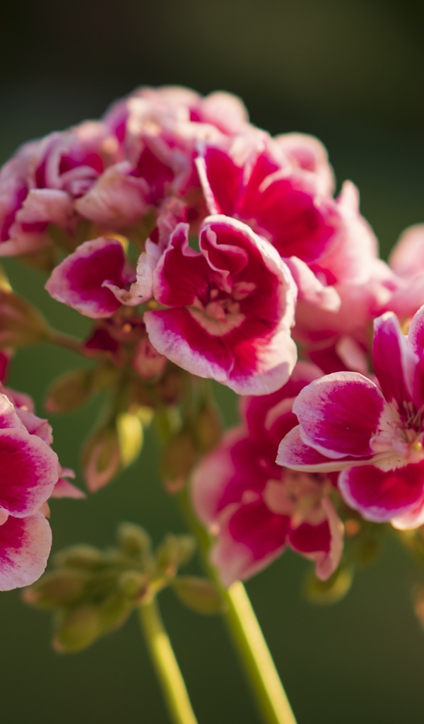 Розовые цветы герани в лучах солнца крупным планом