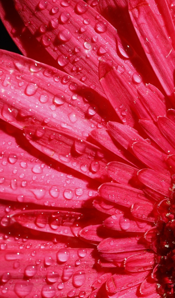 Розовый цветок герберы в каплях росы на черном фоне