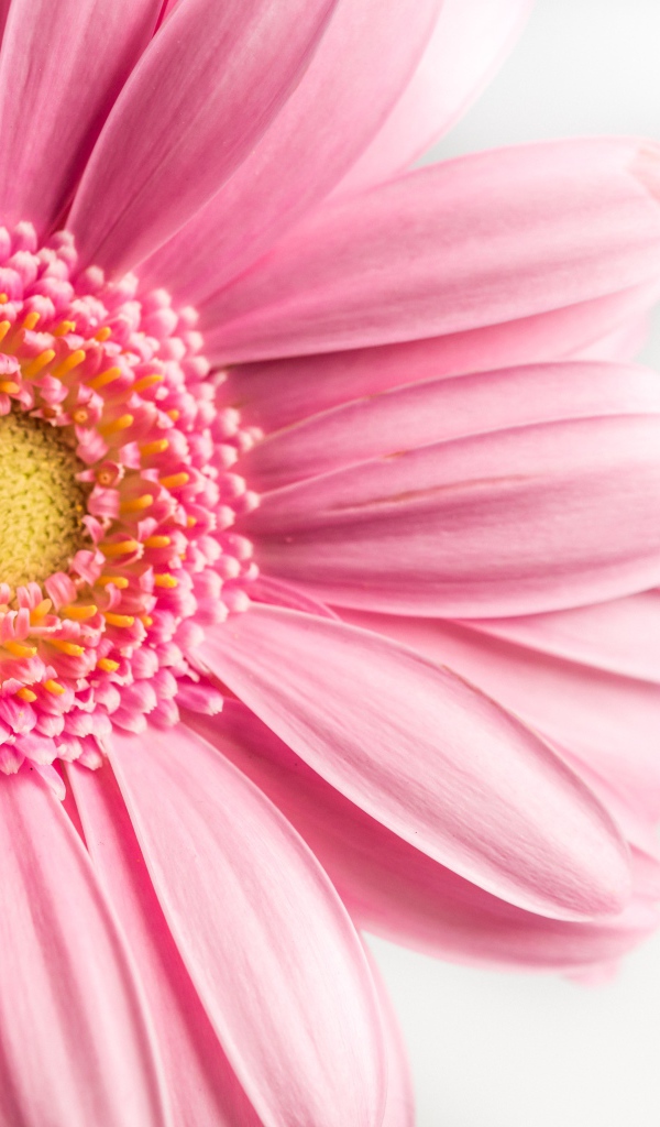 Розовый цветок герберы на белом фоне крупным планом