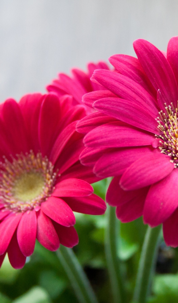 Розовые цветы герберы крупным планом