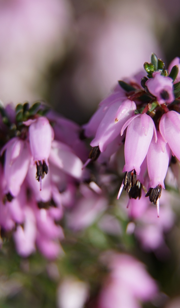 Розовые цветы вереск крупным планом