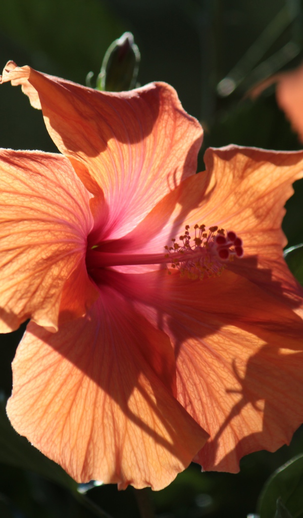 Розовый цветок гибискуса в лучах солнца на клумбе 