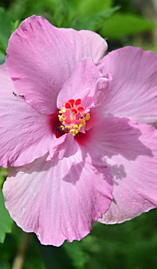Розовый цветок гибискуса на клумбе крупным планом