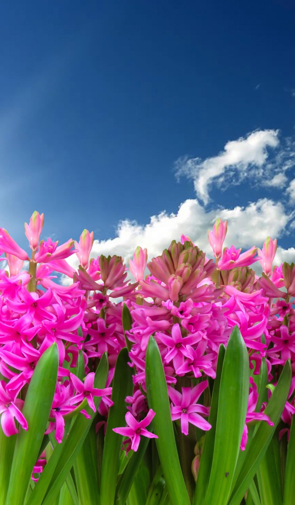 Розовые цветы гиацинта в лучах солнца в голубом небе 
