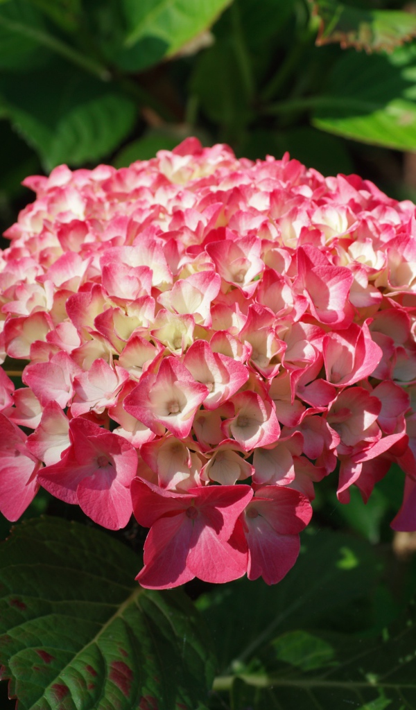 Розовая гортензия на клумбе в лучах солнца