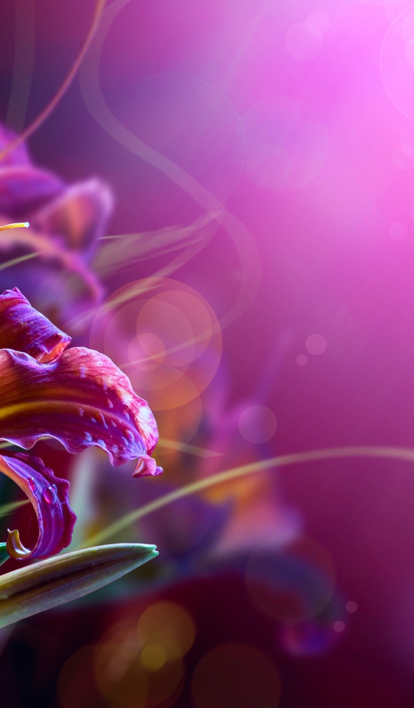 Розовые лилии на размытом фоне 