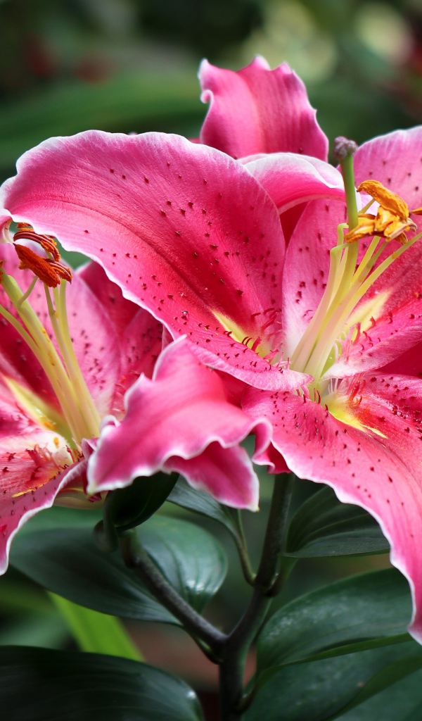 Розовые лилии на клумбе крупным планом 