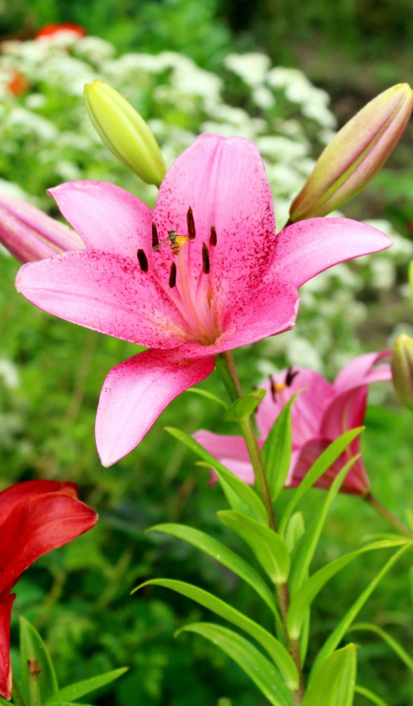 Розовые лилии с бутонами на клумбе