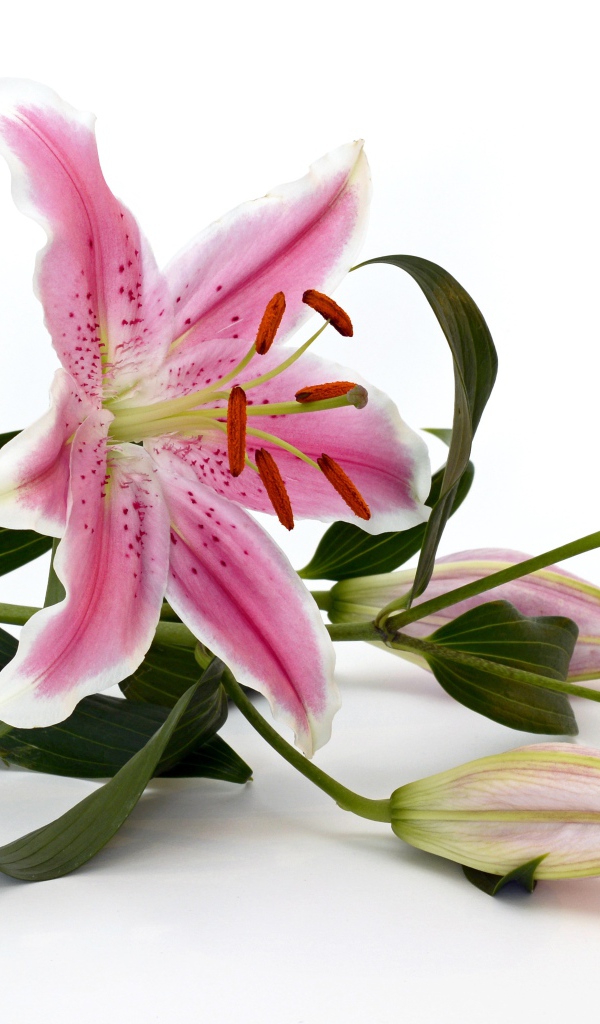 Розовая лилия с бутонами на белом фоне