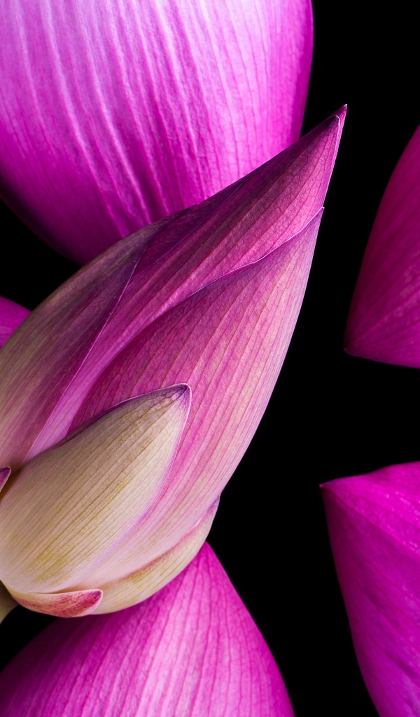 Розовые бутоны Лотоса на черном фоне