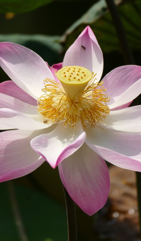 Розовый цветок лотоса распустился в пруду