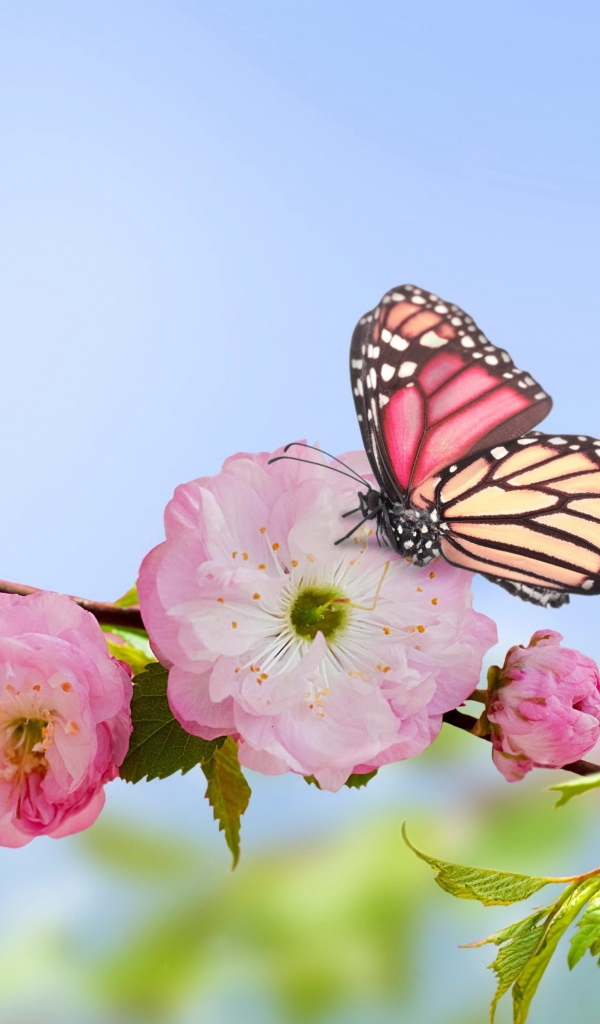 Розовые цветы луизеания на ветке с бабочками