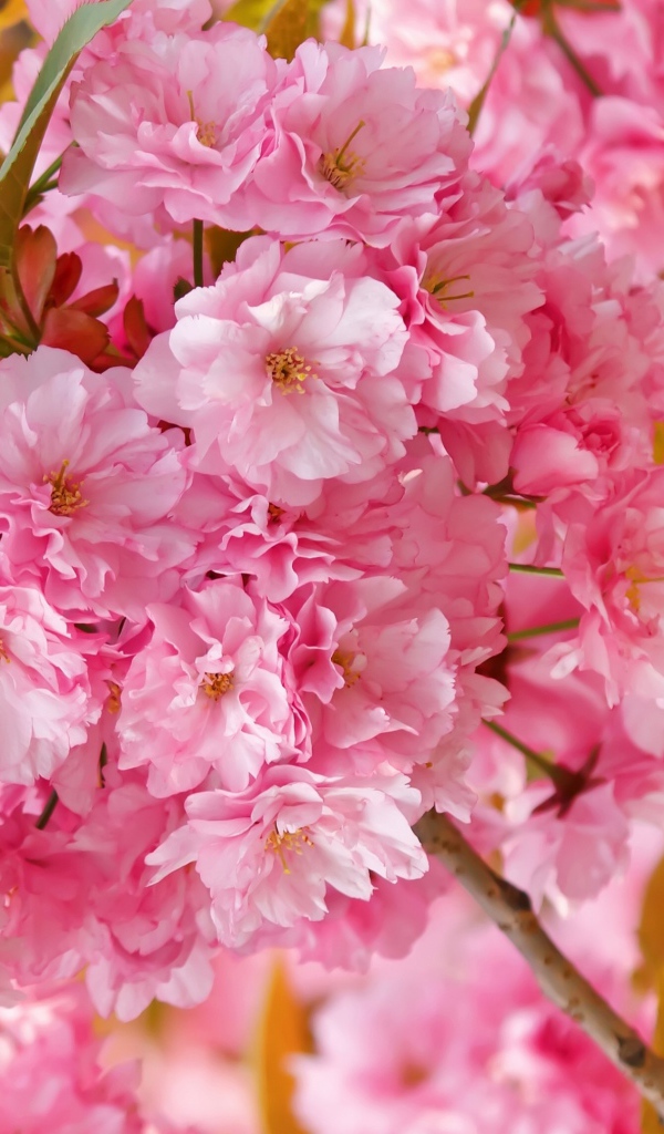 Розовые цветы луизеания на ветке с зелеными листьями