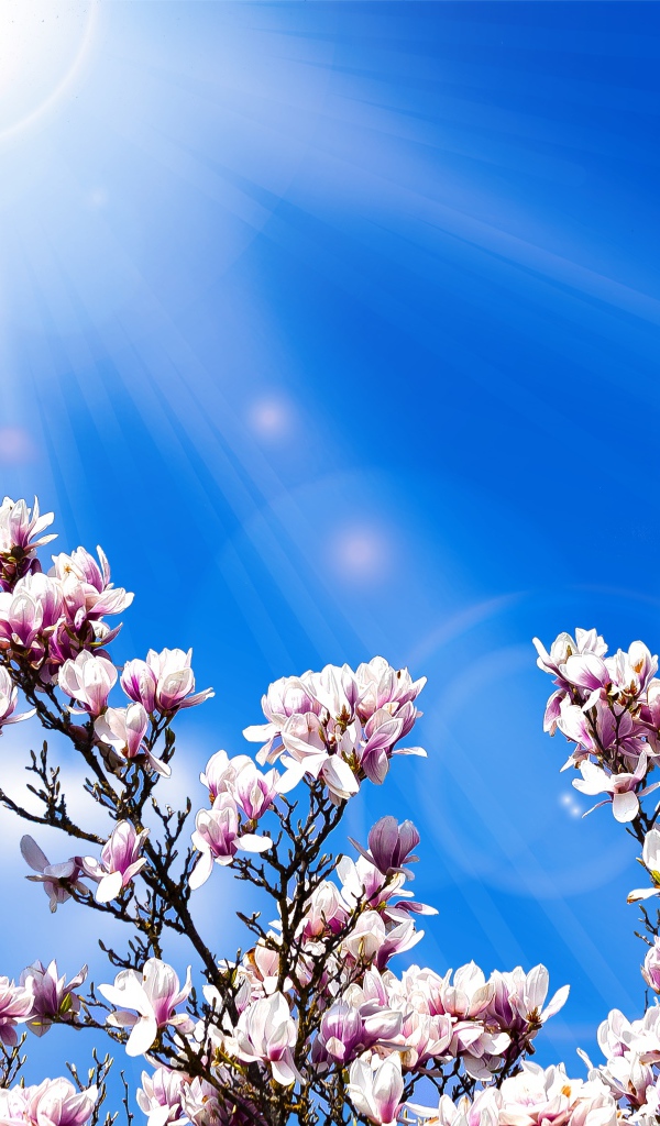 Pink magnolia flowers against the blue sky in the sun