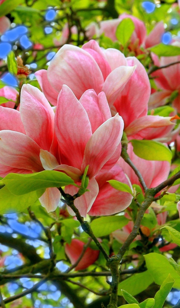 Розовые цветки магнолии в зеленых листьях на дереве 