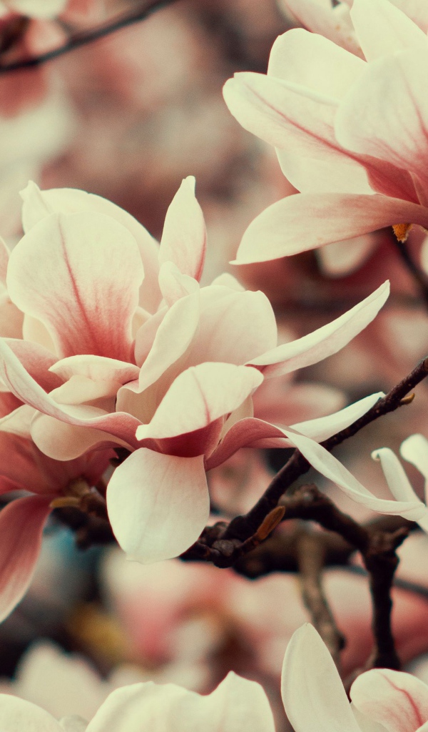 Розовые цветы магнолии на ветке дерева 