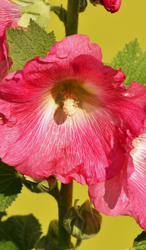 Розовые цветы мальва на желтом фоне