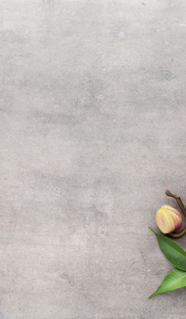 Розовый цветок орхидеи с бутонами на сером фоне