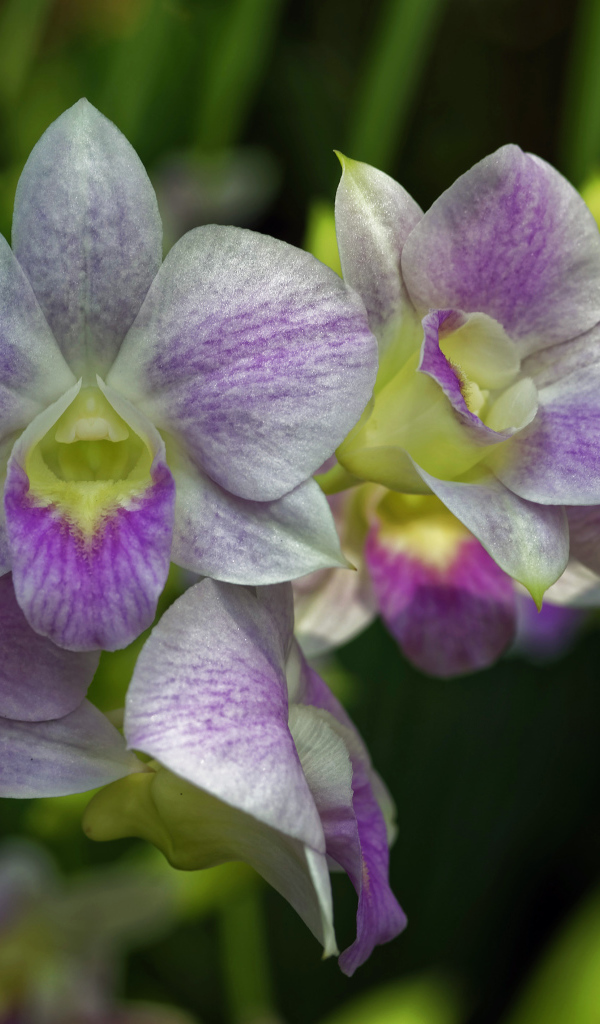 Розовые цветы орхидеи крупным планом