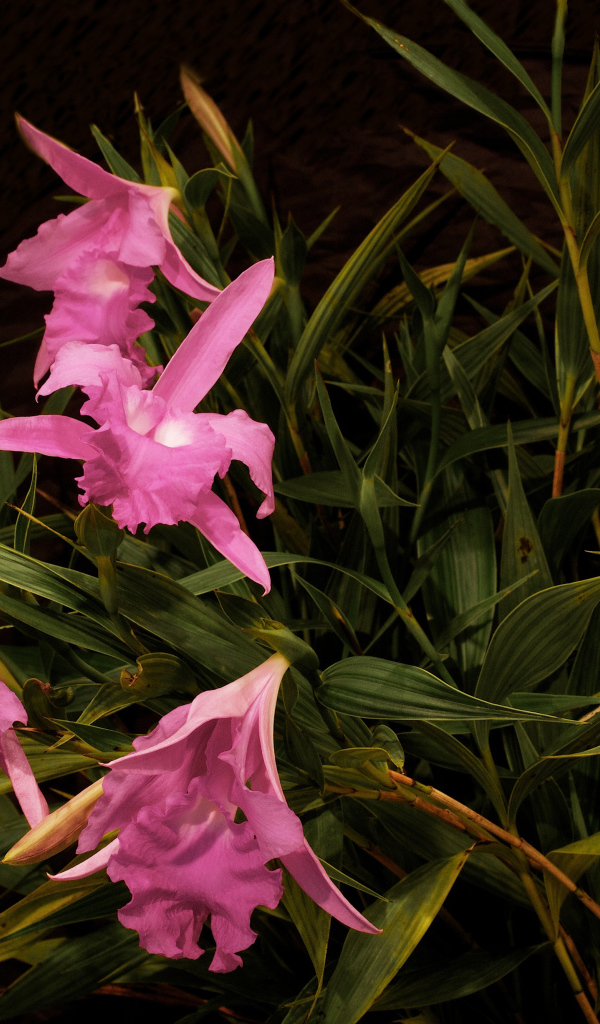 Розовые цветы орхидеи в зеленых листьях 