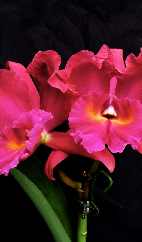 Розовые цветы орхидеи на черном фоне