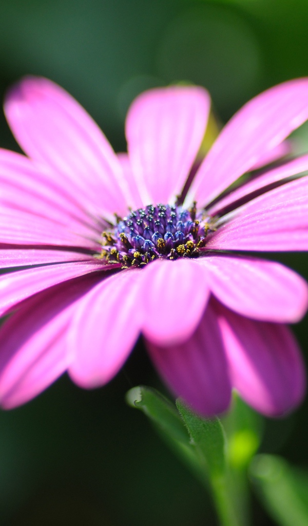 Розовый цветок остеоспермум крупным планом