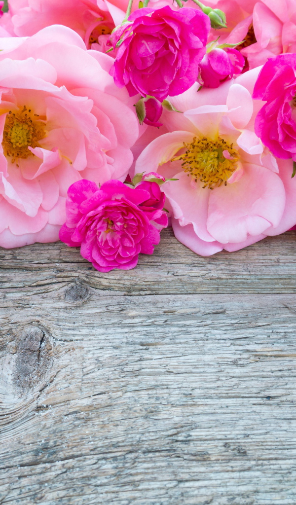 Розовые цветы парковой розы на деревянном столе 