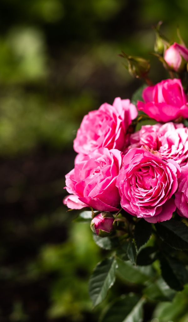 Розовые парковые розы с бутонами на клумбе 