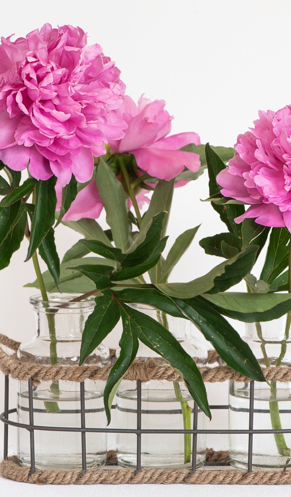 Розовые пионы в вазах на белом фоне