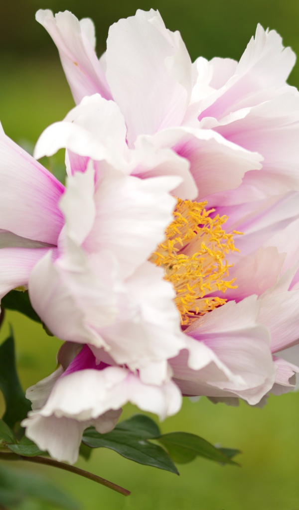 Розовый пион на зеленом фоне