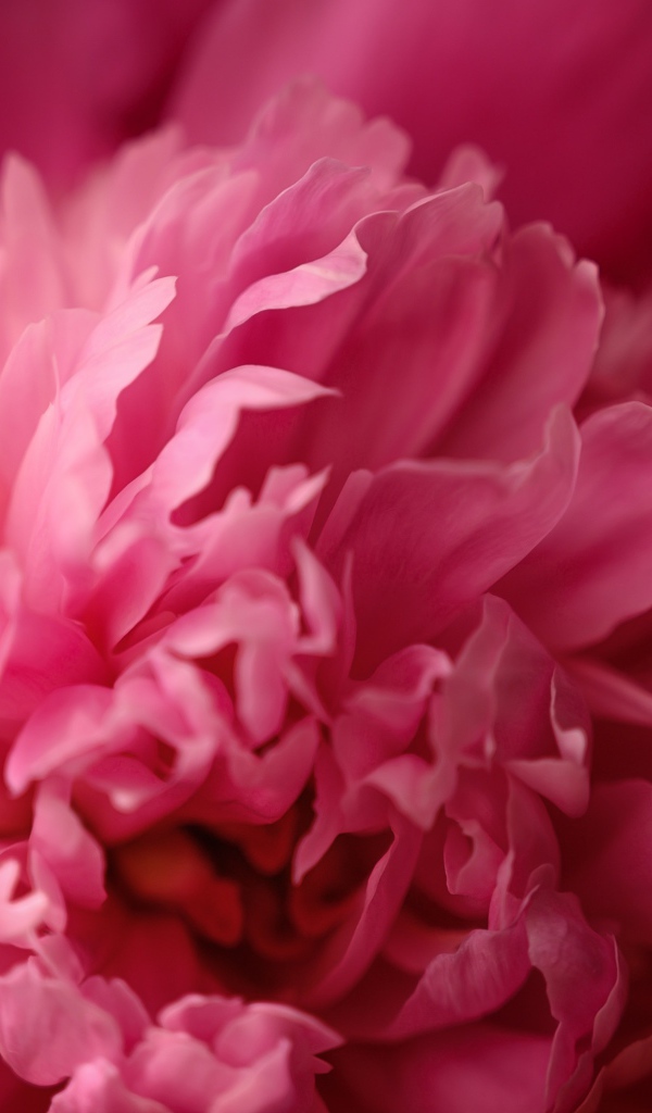 Розовый пион с божьей коровкой крупным планом