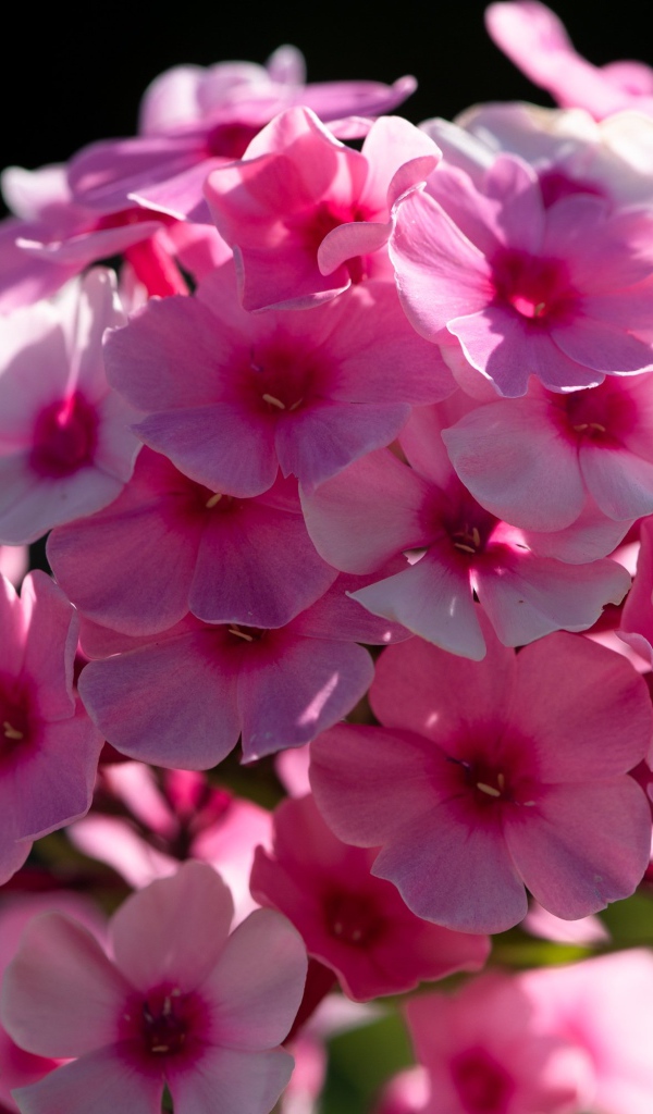 Розовый цветок флоксы в лучах солнца 