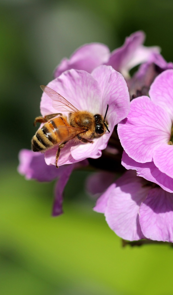 Розовый цветок флокса с пчелой 