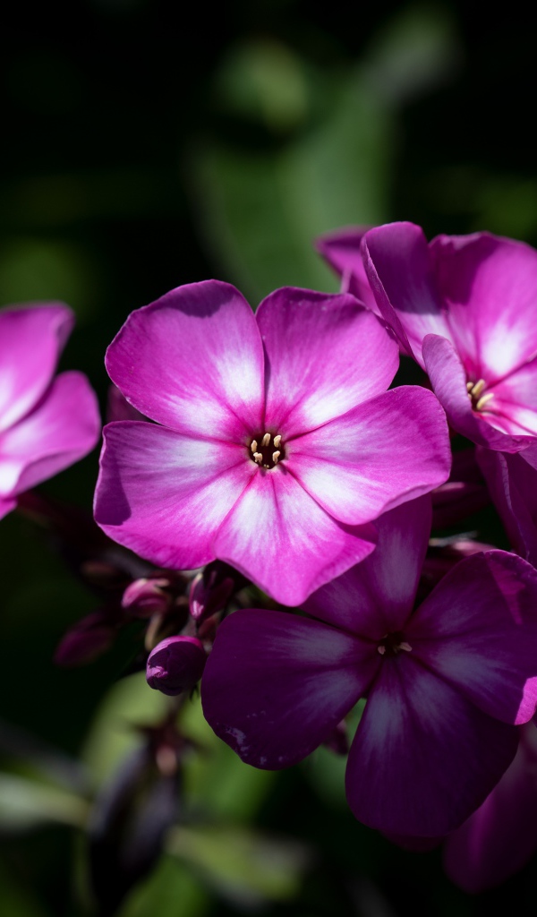 Розовые цветы флоксы крупным планом 