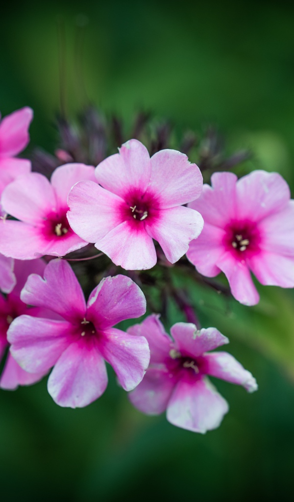 Розовые цветы флокса крупным планом 