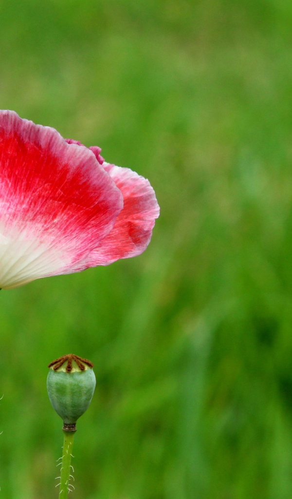 Розовый цветок мака с бутоном на зеленом фоне