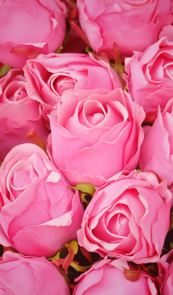 Бутоны розовой розы крупным планом 