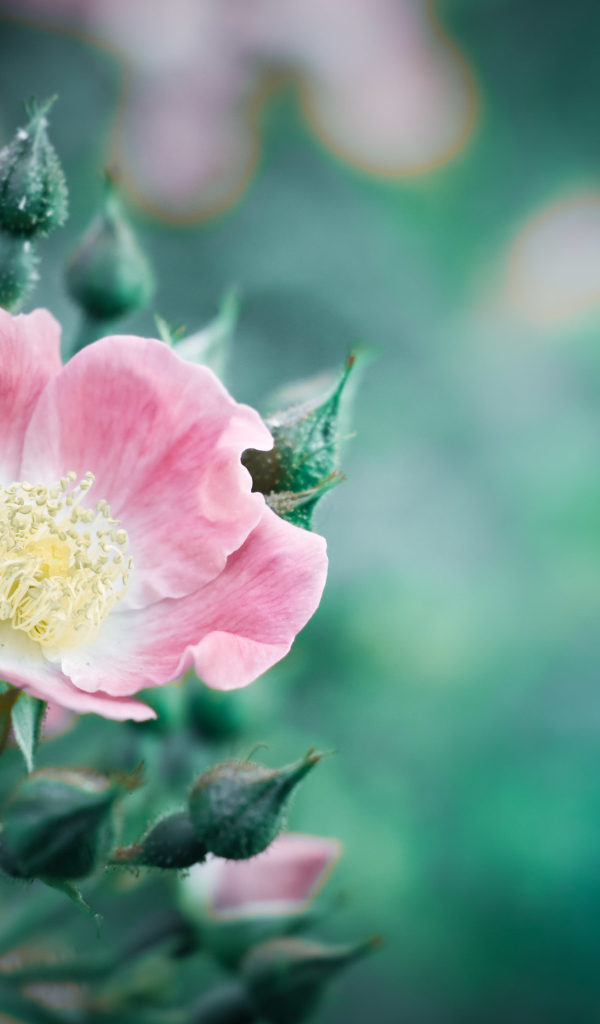 Розовый цветок розы с бутонами крупным планом