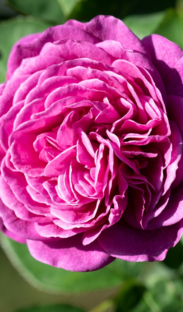 Розовой цветок розы с зелеными листьями крупным планом