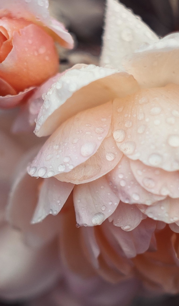 Розовые цветы розы в каплях дождя 