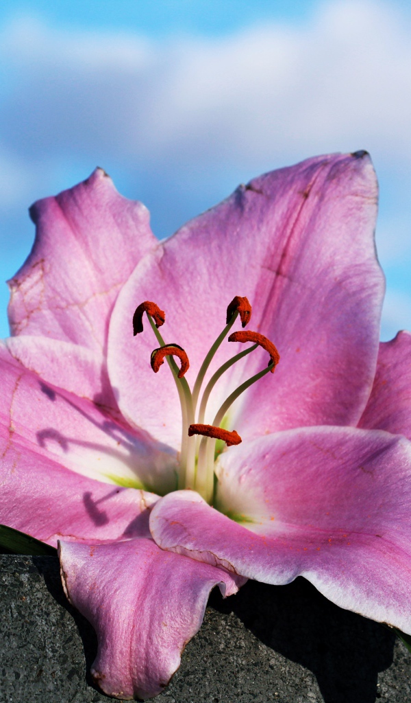 Розовая роза лежит на камне на фоне неба