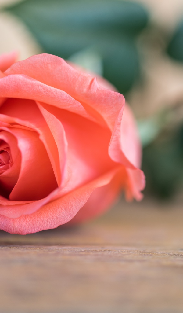 Розовая роза  лежит на деревянном столе 